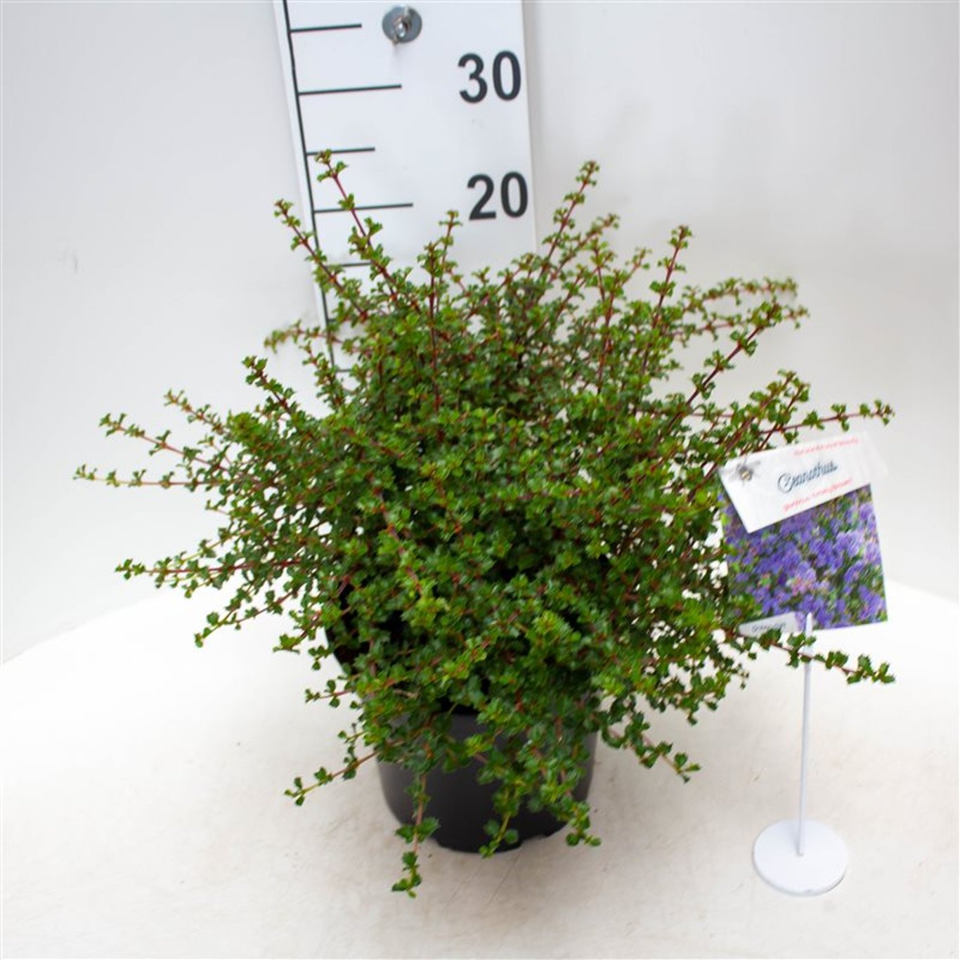 Ceanothus 'Emily Brown' - C5 40-50 CM